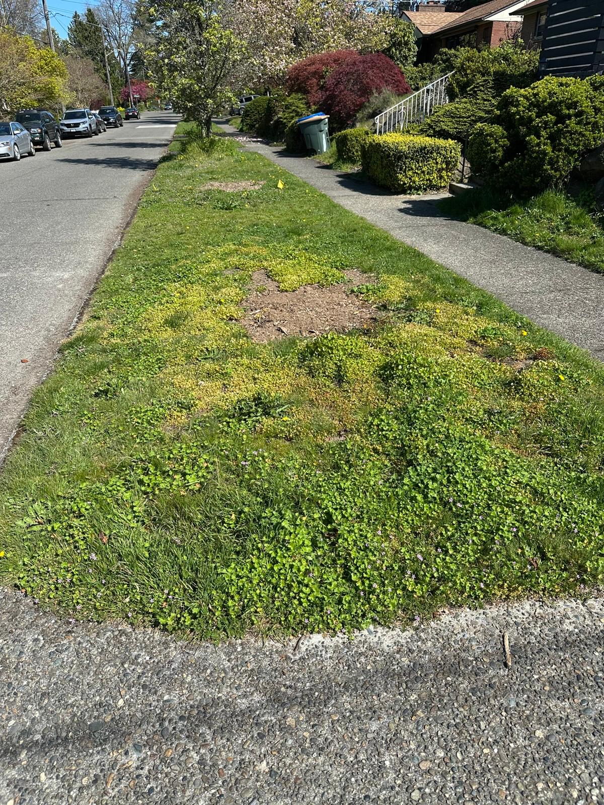Before - Overgrown front yard before paver installation